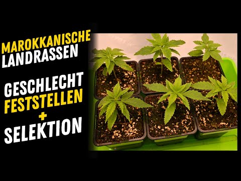 Reguläre Samen Marokkanische Landrassen  – Geschlecht feststellen & selektieren