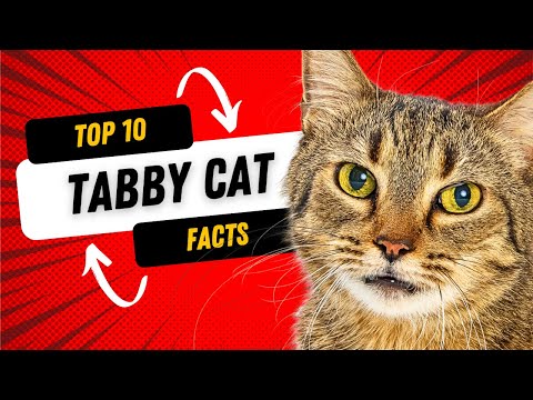 Tabby Cats 101- Top 10 Interesting Facts about Tabby Cats