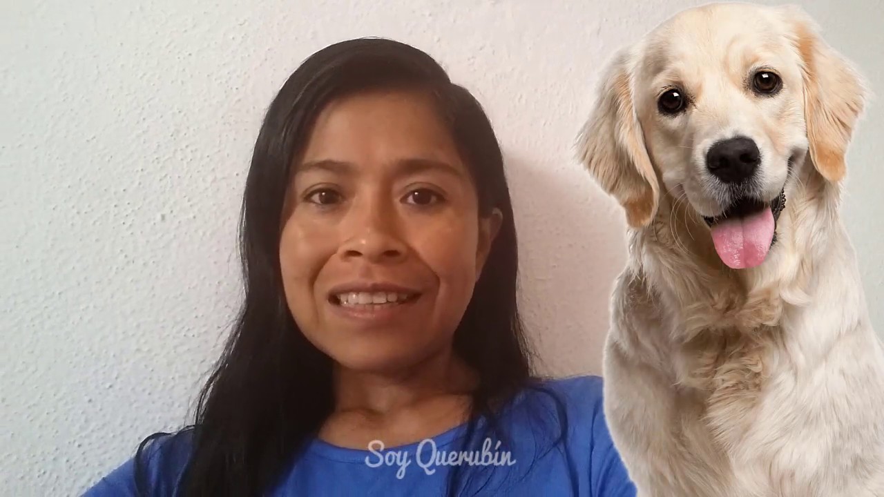 Como CALLAR UN PERRO De Mi Vecino Que Ladra Mucho: Trucos Para Silenciar A Un Perro Lloron