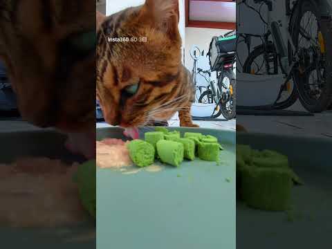 Happy Weltkatzentag und Happy Birthday Bali | Werbung