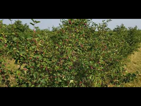 saskatoon berry picking