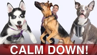 How To Calm Your Dog Down in Minutes!