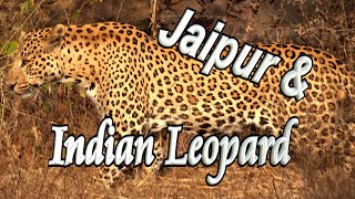 🐆 Jaipur & Indian Leopard🕉️