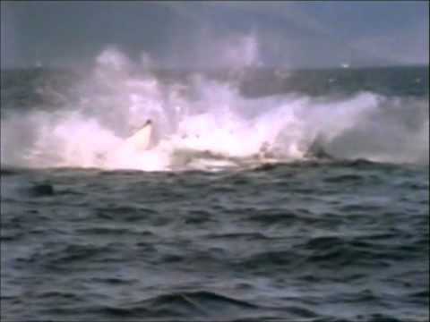 Earthlings - Trailer