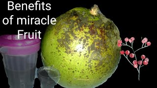 preview picture of video 'Benefits Of Miracle fruit-Calabash Fruit From The Philippines...'