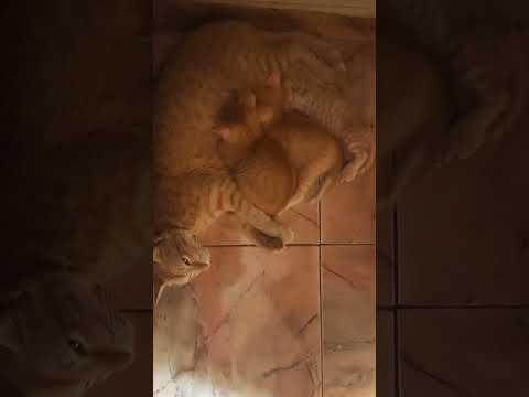 Cat with Kittens #music #cover #live #onedirection #cat #catkittenanimal #catlover