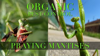 How to protect your vegetable garden using Praying Mantises