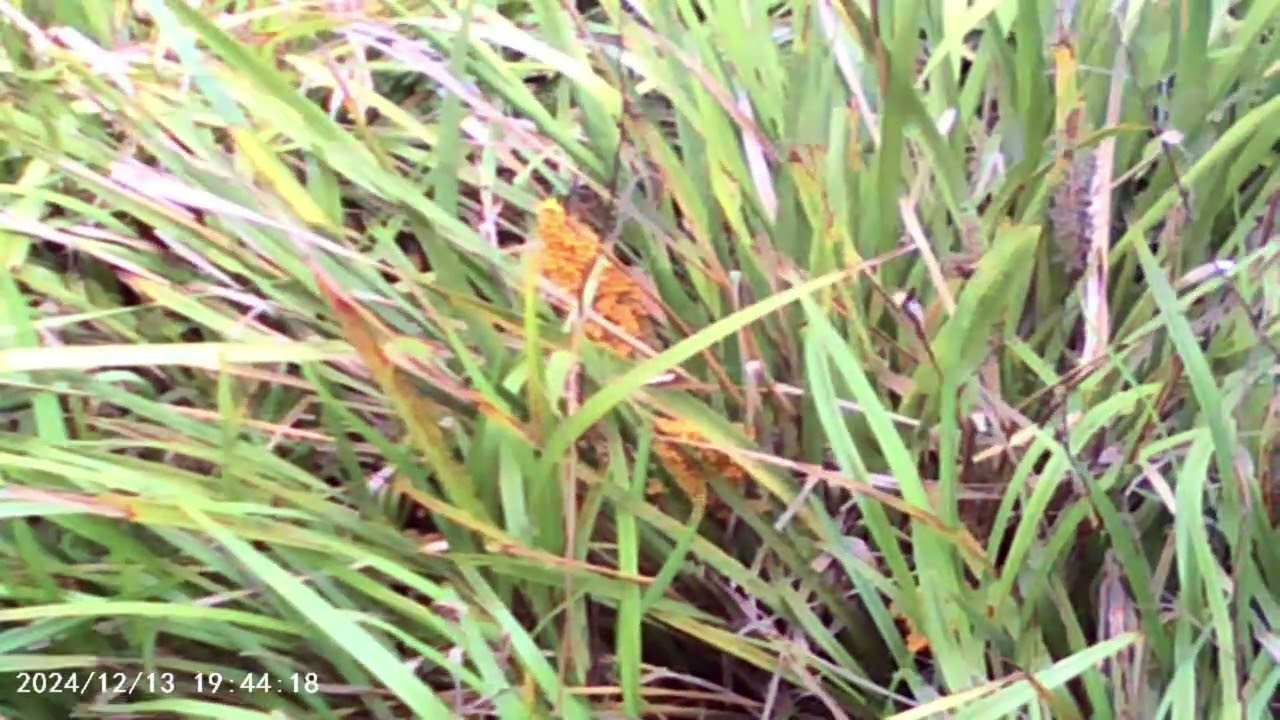 Natures Inception by W.R Clark