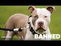 Dog Breed Ban on XL Bullies Is Pitting Animal Lovers Against Each Other In The UK | Insider News