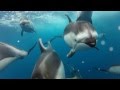 GoPro Swimming With Dolphins TV Commercial