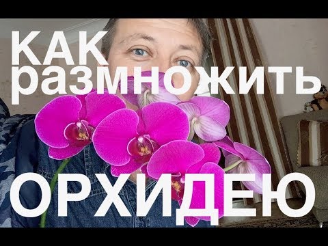 Как вырастить детку орхидеи на сломанном цветоносе