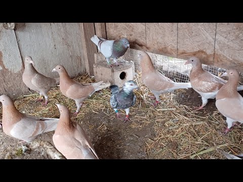 Pigeons / Just another day here at Jlc's pigeon loft showing all of you, the baby pigeons and more