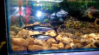 New pet shark in my turtle aquarium