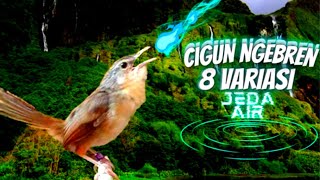 Download lagu 8 Variasi Ciblek Gunung NGEBREEN || Masteran Ciblek Juara mp3 Download lagu 8 Variasi Ciblek Gunung NGEBREEN || Masteran Ciblek Juara mp3