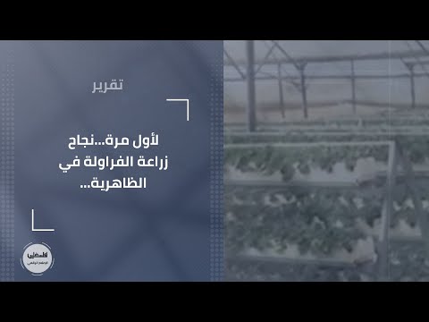 لأول مرة...نجاح زراعة الفراولة في الظاهرية...