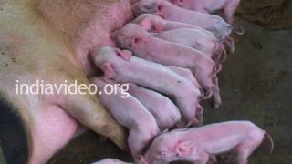 Pig Farms of Mizoram