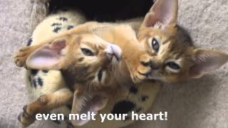 Abayomiabys Kitten Channel Trailer