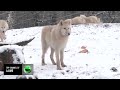 Top Channel Përdorën ADN Në Shkenca Rikthen Ujkun Prehistorik Qe Zhdukur 12 500 Vjet Më Parë