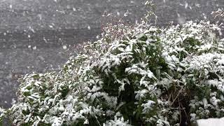 雪の日