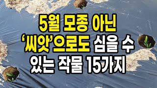 5월 모종 아닌 씨앗으로도 심을 수 있는 작물 15가지
