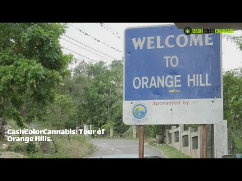 Welcome to Orange Hill: CashColorCannabis Host Treks To The Jamaican Mecca for Cannabis