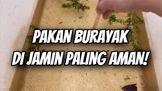 Download lagu Pakan paling aman untuk burayak usia 4 hari sampai 1 bulan. mp3 Download lagu Pakan paling aman untuk burayak usia 4 hari sampai 1 bulan. mp3