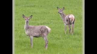 The Cox Family  "Good Imitation Of The Blues"