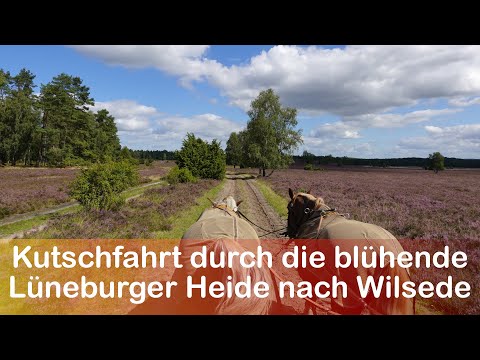 Traumhafte Kutschfahrt nach Wilsede durch die Lüneburger Heide