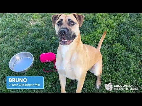 Bruno, an adoptable Boxer Mix in Clovis, CA_image-1