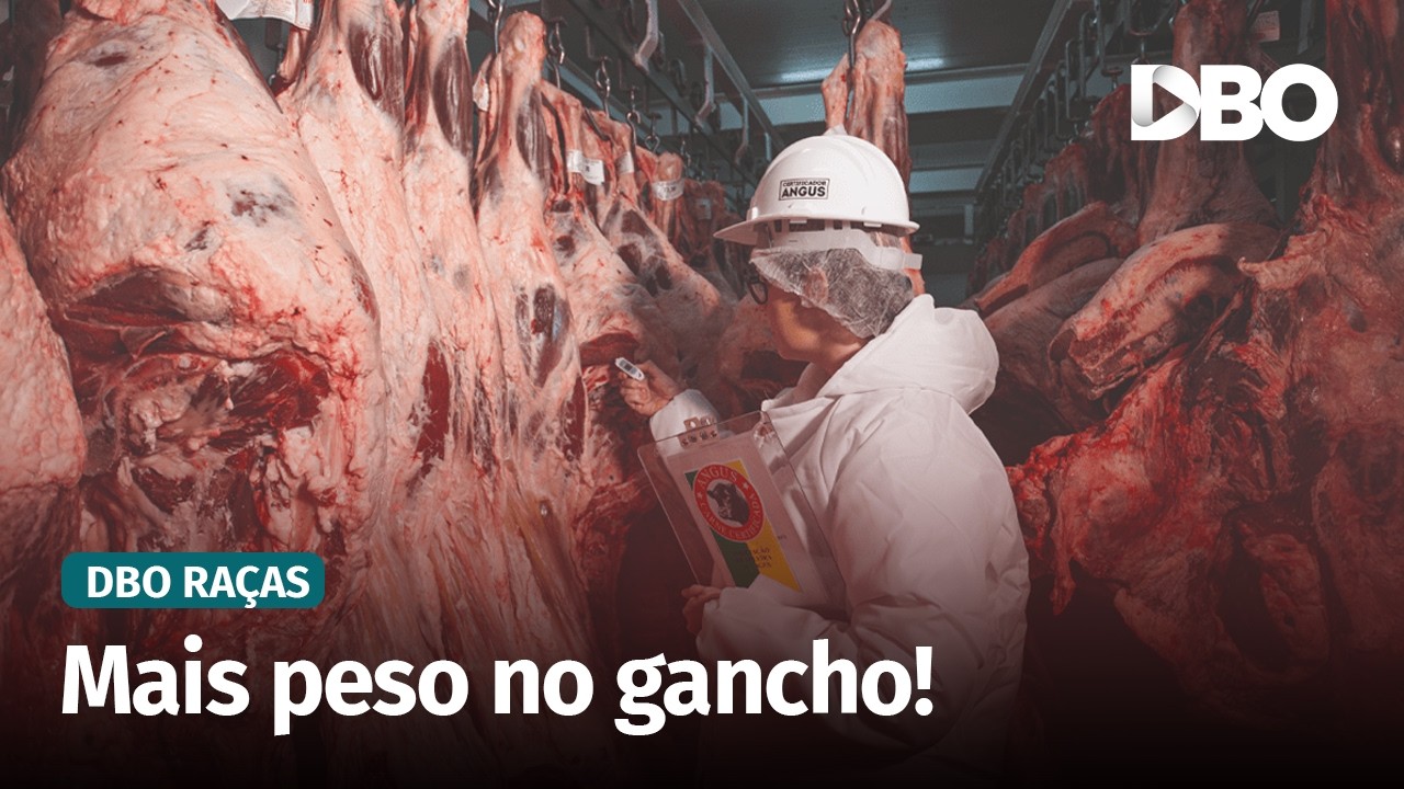 Carcaças Angus cada vez mais pesadas refletem avanços genéticos