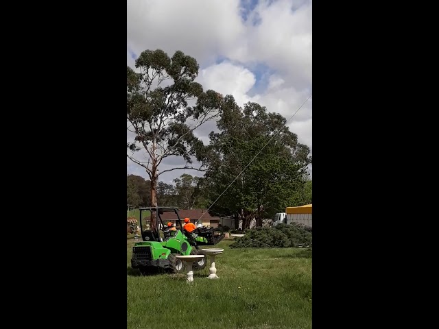 Tree Solutions - Rainbow Flat, NSW