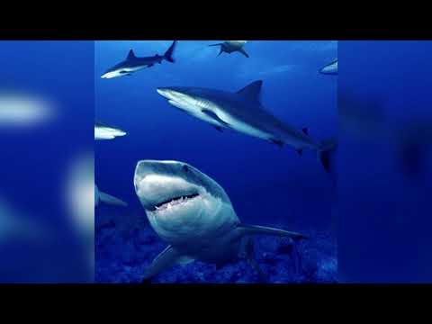 Eddy Baker & Lil Shark - So Cocky