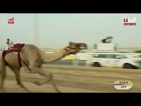 ش 5 (ريماس) لـ هجن الرئاسة 12:06:24 ، مهرجان ختامي الشحانية 2026/04/28 حول