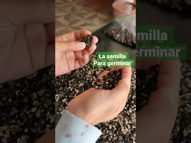 Vídeo relacionado con 25 semillas para sembrar - El ático de abundancia - Agave Stricta - Agave Erizo
