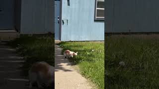 Video preview image #1 Chiranian Puppy For Sale in Grafton, WI, USA