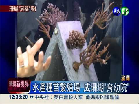 澎湖人工種珊瑚 成功復育逾萬株