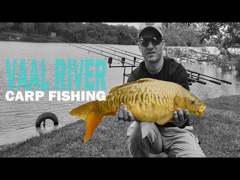 Carp fishing at Vaal River, South Africa (Dec 2019) - Erkhamka