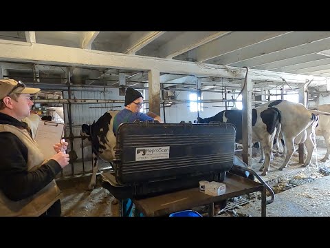 Doing Some Veterinary Work and Other Friday - Saturday and Sunday Farm Activities!