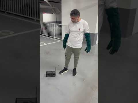 תמונה של גינדי הדברה