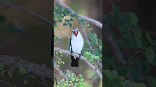 Download lagu 'Burung Cantik Ini Bukan dari Indonesia! | Raja Udang Meninting 🐦✨' mp3 Download lagu 'Burung Cantik Ini Bukan dari Indonesia! | Raja Udang Meninting 🐦✨' mp3