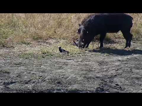 Djuma: Blacksmith Lapwing chick meets Impalas and Warthog - 11:50 - 06/27/19