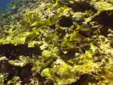 Elphinstone Reef Dive