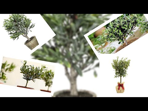 AKO ŽELITE IZVRSTAN UKRAS U ENTERIJERU SVAKOG DOMA UZGAJAJTE MASLINU