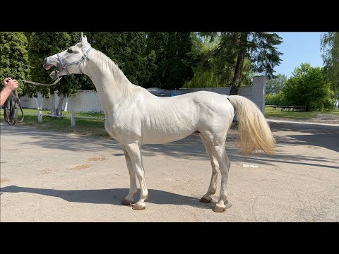 Stadnina Koni Wielkopolskich Liski z pochodzeniam trakeńskim i wschodnio pruskim