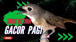 Download lagu SRDC BETINA GACOR NGEPLONG PAGI mp3