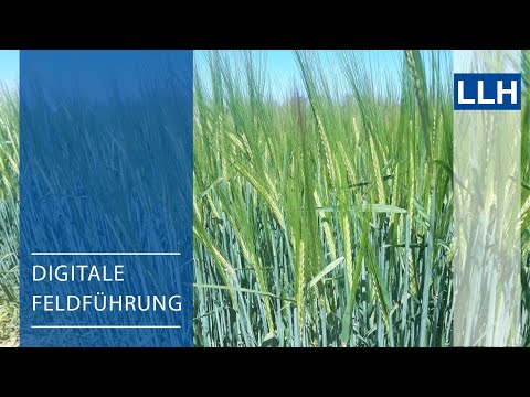 Digitale Feldführung: Braugerste - Die Sorten im Landessortenversuch