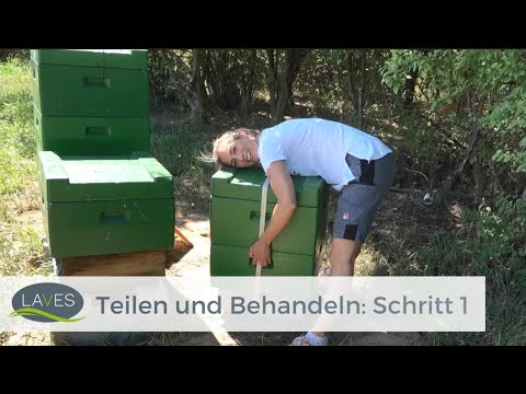 Teilen und Behandeln: Schritt 1/4