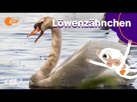 Schwan (Mini) | LÖWENZÄHNCHEN | ZDFchen