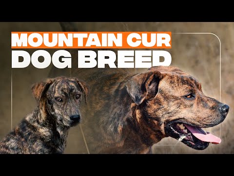Mountain Cur: All About This Intelligent & Hardworking Dog Breed