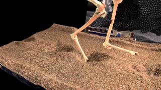 Visualizing subsurface foot motion in order to understand track formation